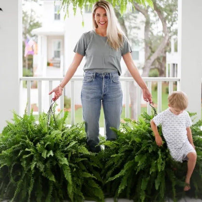 The AuraFern Realistic Boston Fern — Lush, Maintenance-Free Greenery +  50% OFF