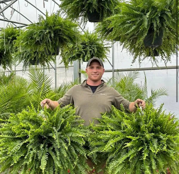 The AuraFern Realistic Boston Fern — Lush, Maintenance-Free Greenery +  50% OFF