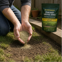 Everdell – Four-Season Evergreen Dwarf Grass Seed for Bare Spots & High-Traffic Lawns + 50% OFF