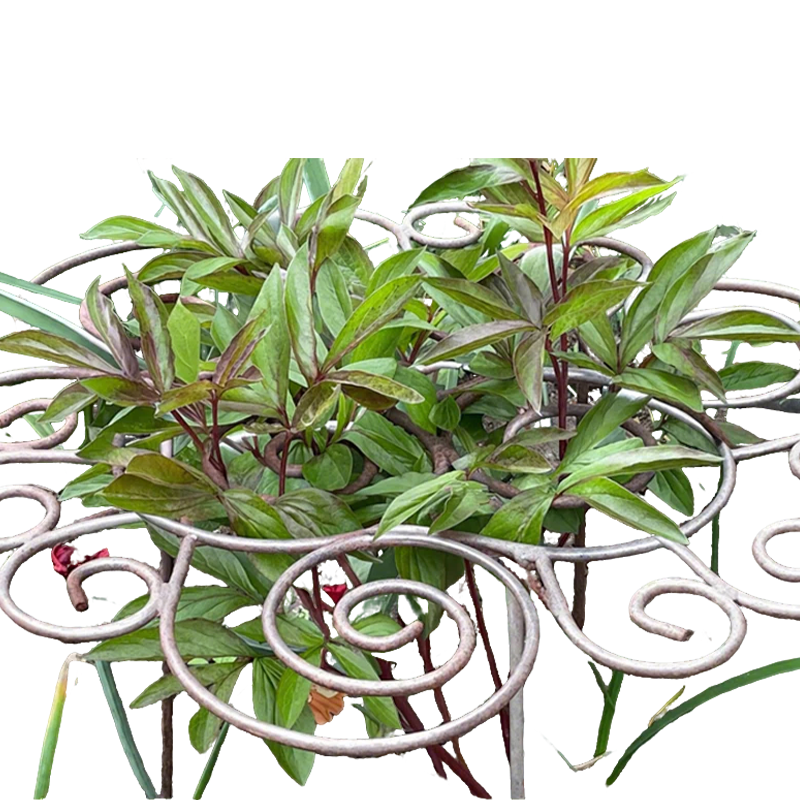 Filigra™ – Heavy-Duty Iron Scroll Peony & Flower Support Frame + 50% OFF